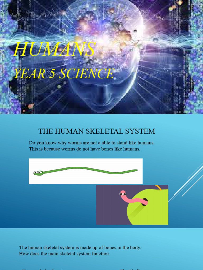 Human Skeleton Pdf