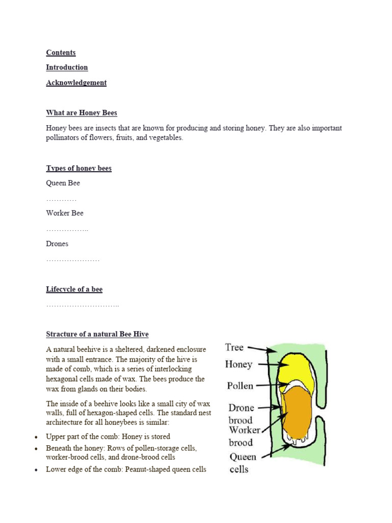 Honey Bee Essentials for Enthusiasts | PDF