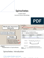 Spirochetes 2023