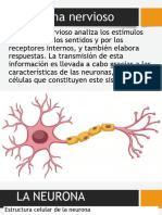 Sistema Nervioso y Endocrino - 090125