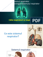 Sistemul Respirator