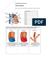 Guía de Aprendizaje de Ciencias 8 Sistema Circulatorio