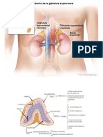 4.1 Anatomía, Histología y Fisiología de La Tiroides y Algo de Suprarrenal