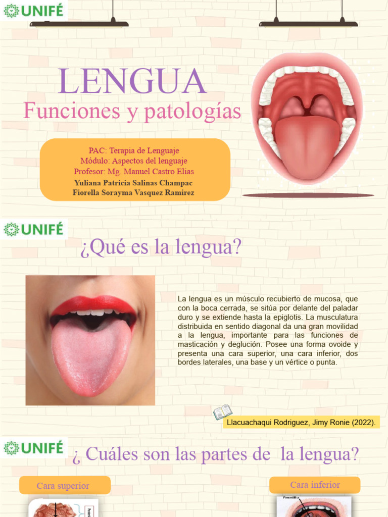 Partes y funciones de la lengua | PDF | Lengua | Enfermedades y trastornos