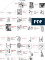 Anatomy Practical by Dr. Jalal [Git&Rsp]