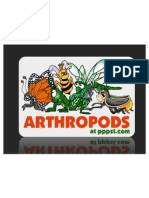 Arthropod A