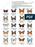 1527 - COLOMBIA - Lepidoptera - Rhopalocera of Tolima Bosque Seco