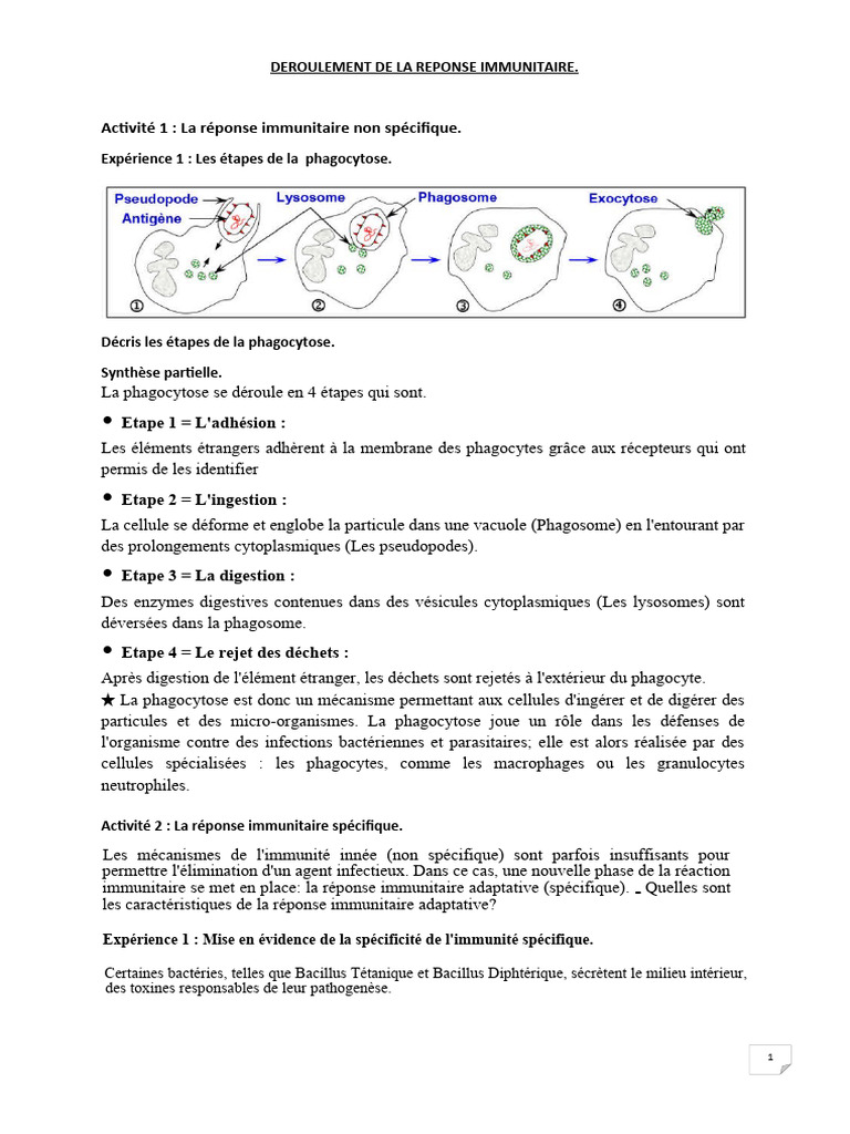 Phagocytose et Réponse Immunitaire | PDF | Système immunitaire | Antigène