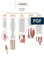 Mapa Mental Del Sistema Digestiva