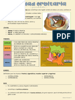 Anatomía de Ojo y Órbita