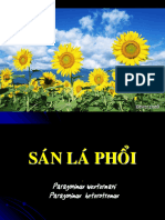 San La Phoi