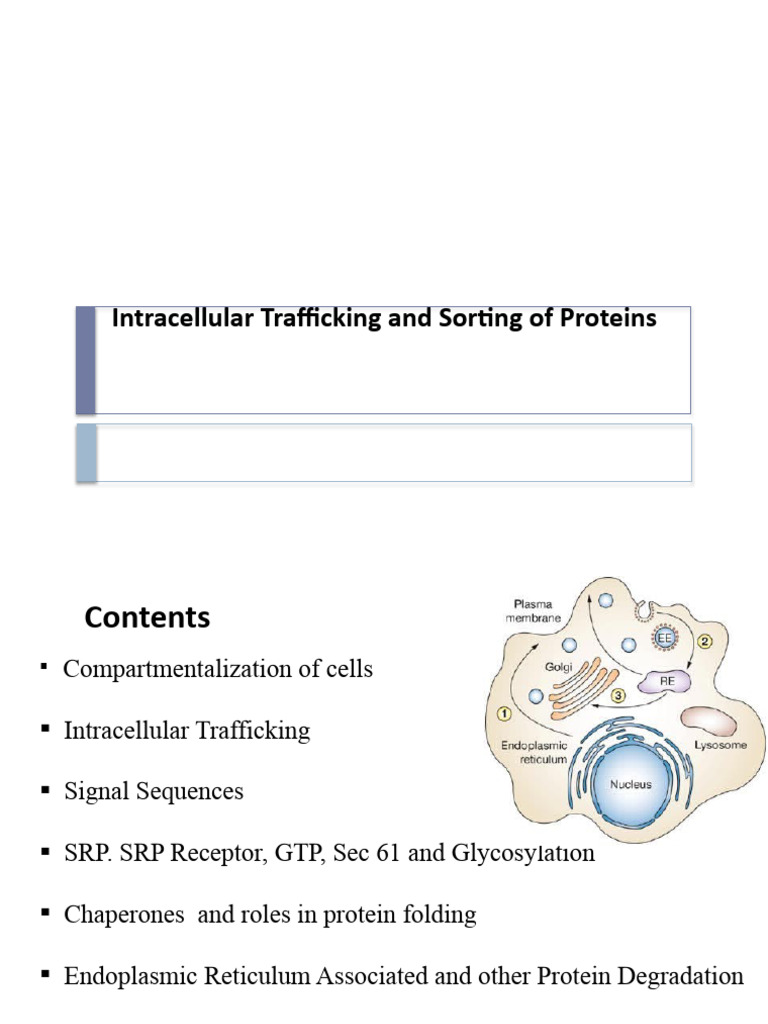 Protein Sorting and Trafficking Overview | PDF | Protein Targeting ...