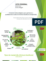 Cultivo Manjericão - Bárbara Folatre - Téc. Biotecnologia IFRS POA/RS