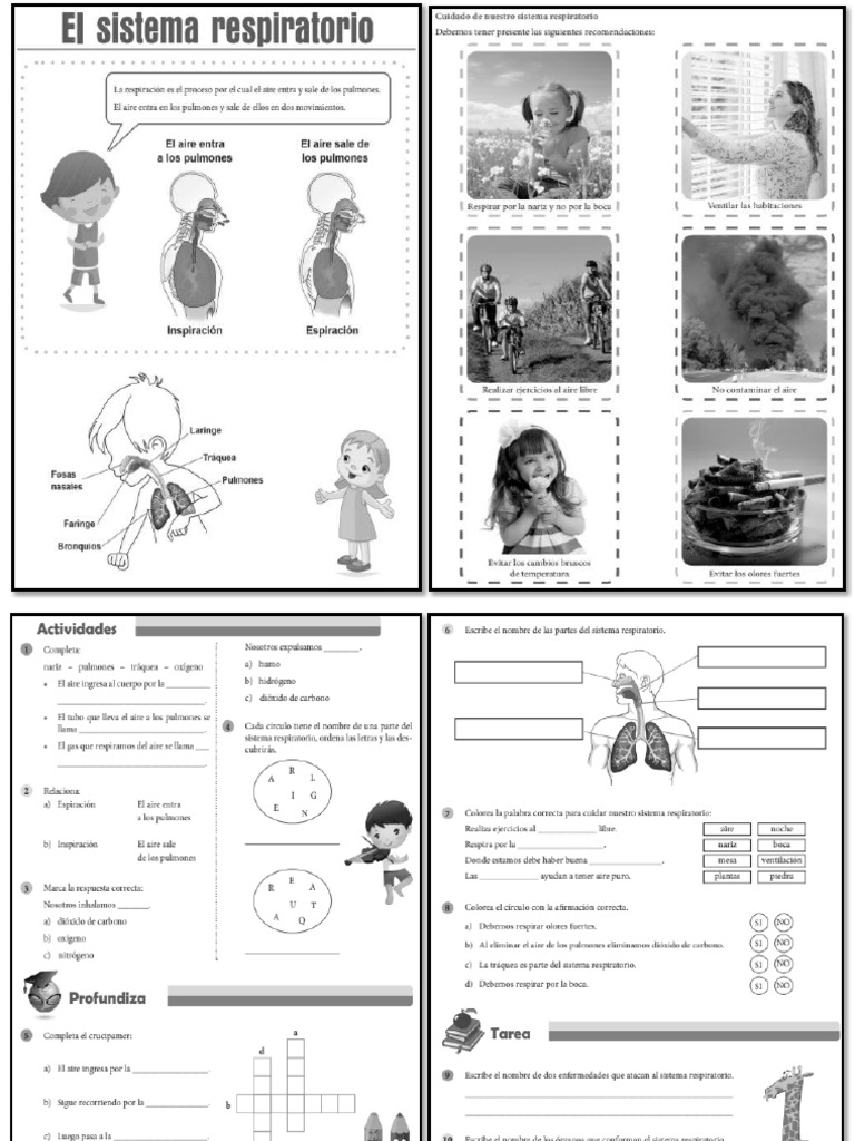 Sistema Respiratorio | PDF