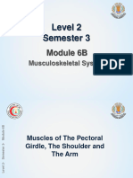 L 3 Anatomy, muscles of the upper limb ppt