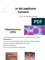 7. Papilomavirus