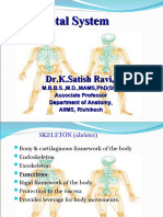 Skeletal System