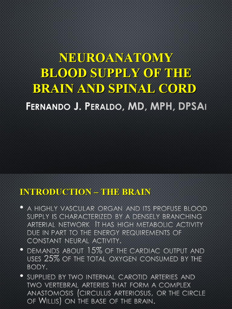 14-Blood Supply of The Brain and Spinal Cord | PDF | Brainstem | Spinal ...