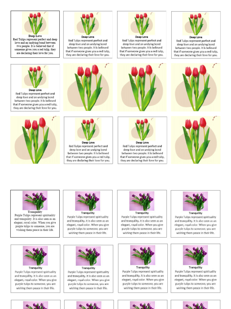 Tulip Colors and Their Meanings | PDF