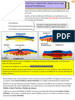 1) Desarrollo Del Sistema Nervioso Central (SNC)