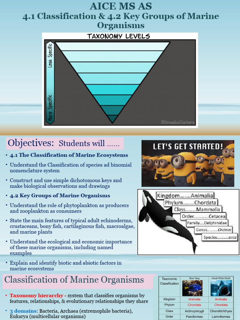 Aice+Ms+Unit+4 1+&+4 2+Ppt+Notes | PDF | Elasmobranchii | Plankton
