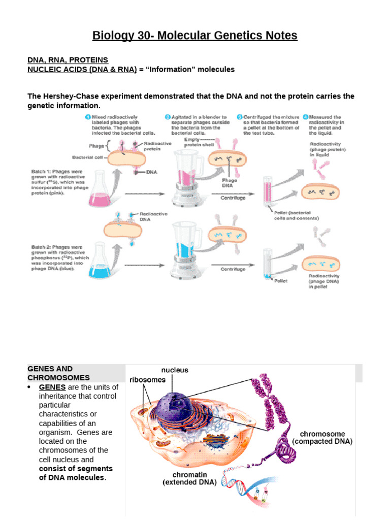 Molecular Genetics for Students | PDF | Dna | Rna