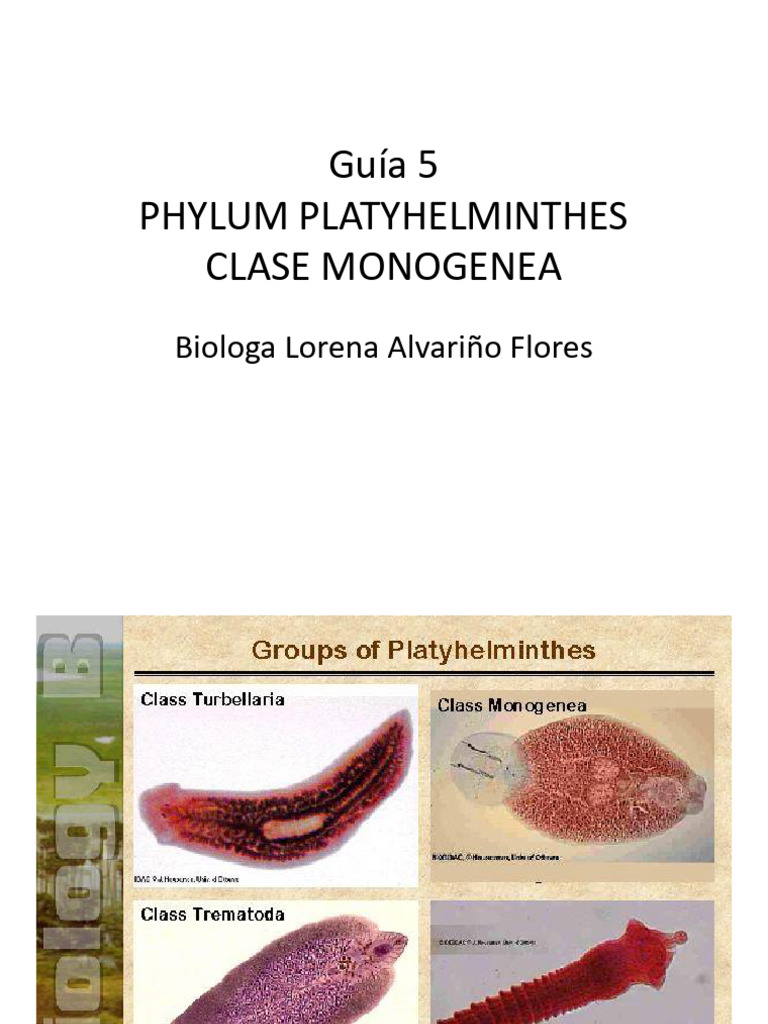 Morfología y características de Monogenea | PDF