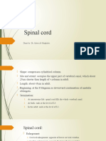 Spinal Cord