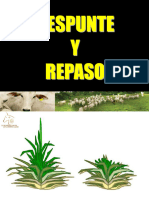 DESPUNTE Y REPASO PRV