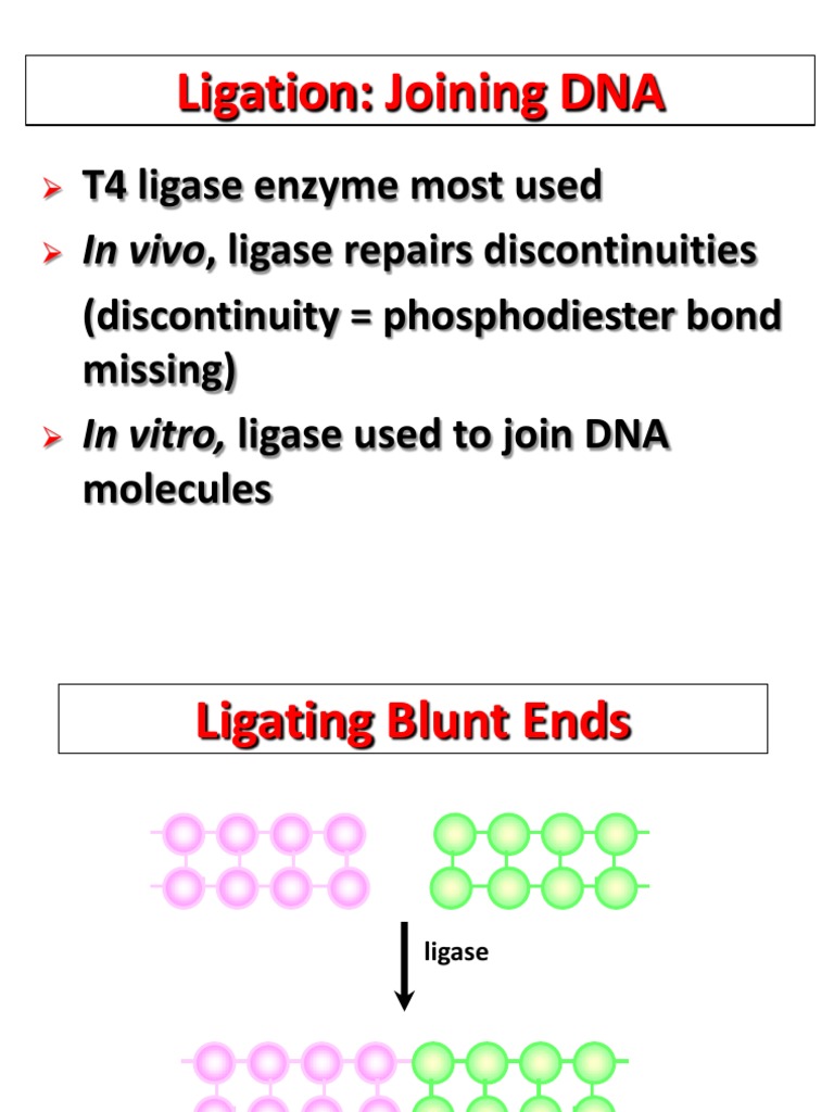 Ligation: Joining DNA: T4 Ligase Enzyme Most Used (Discontinuity ...