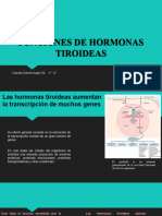 Funciones de Hormonas Tiroideas