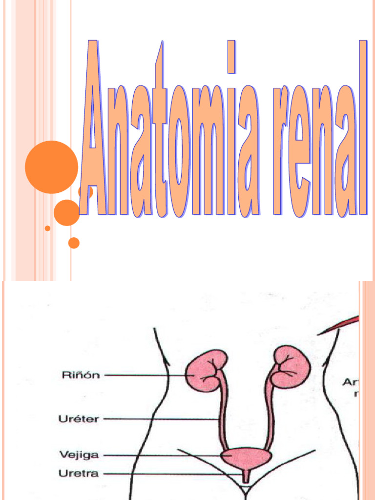 Funciones y Estructura del Riñón | PDF