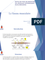 Le Fuseau Neuromusculaire-1