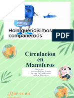 Circulacion en Mamiferos