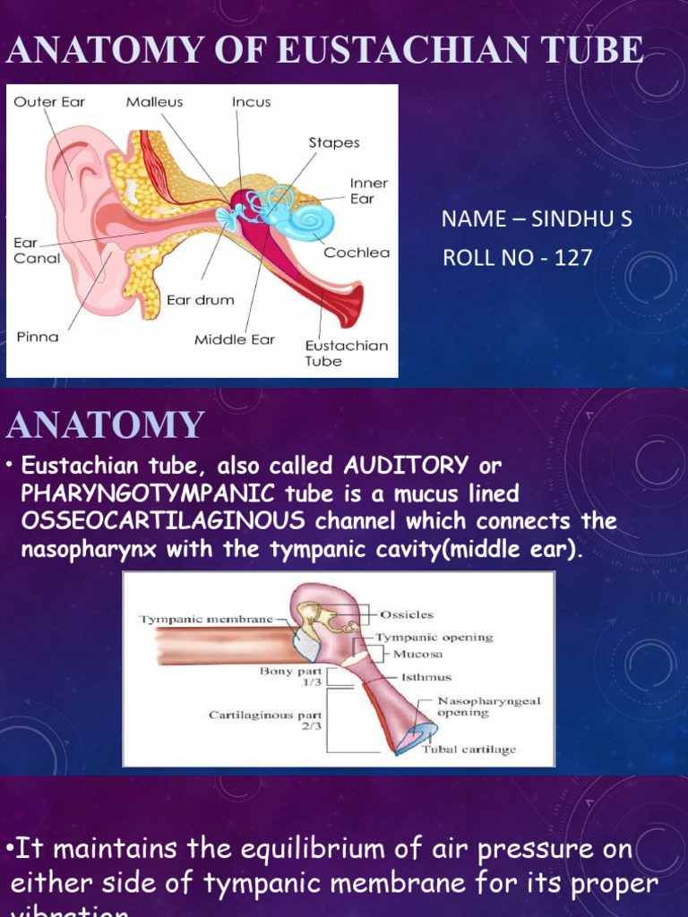 Anatomy of Eustachian Tube Biology Diagrams