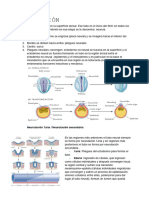 Desarrollo Embrionario III Neurulación