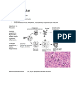 Muerte Celular
