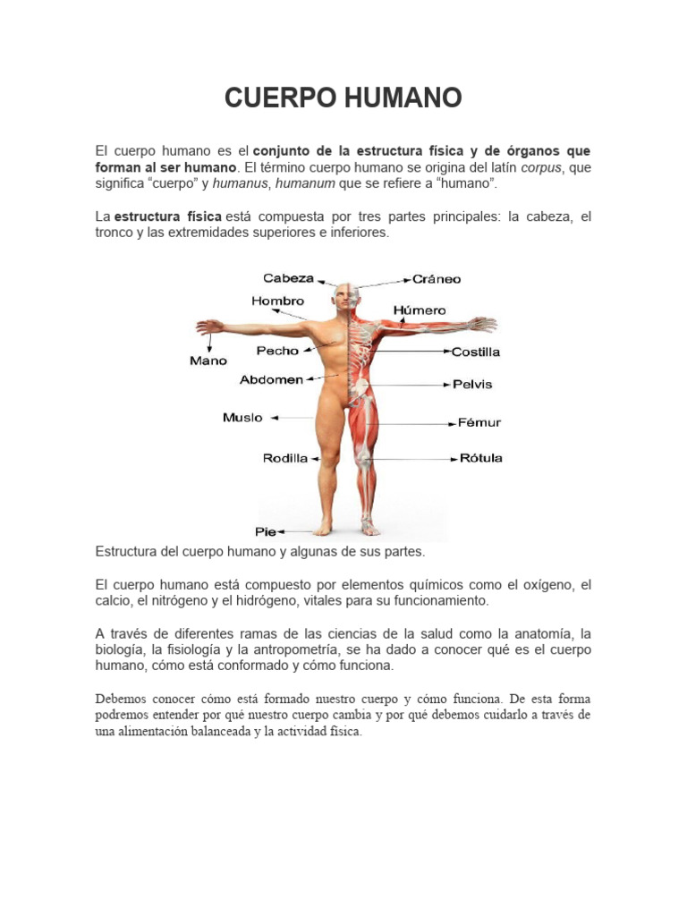 Anatomía y sistemas del cuerpo humano | PDF | Cuerpo humano | Sangre
