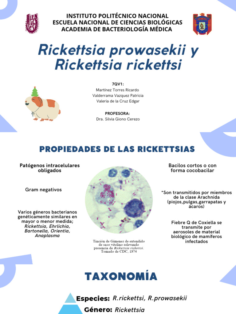 Rickettsias: Propiedades y Enfermedades | PDF | Enfermedades y ...