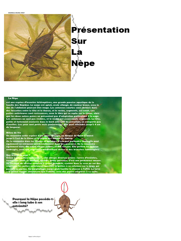 La Nèpe : Habitat et Respiration | PDF | Insectes