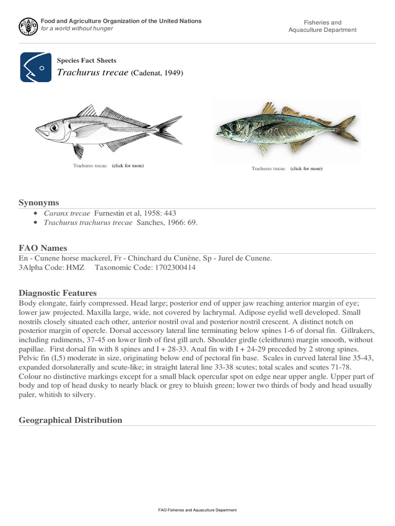 FAO Fisheries & Aquaculture Species Fact Sheets Trachurus Trecae