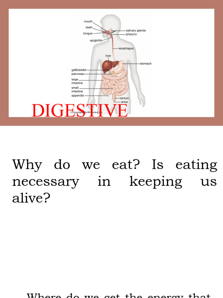 Understanding the Digestive System | PDF | Small Intestine | Digestion