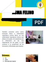 Asma Felino