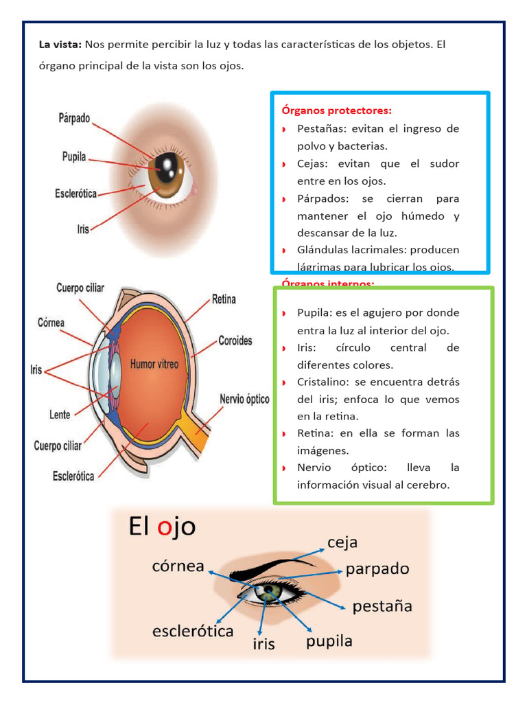 LA VISTA | PDF | Percepción visual | Ojo humano