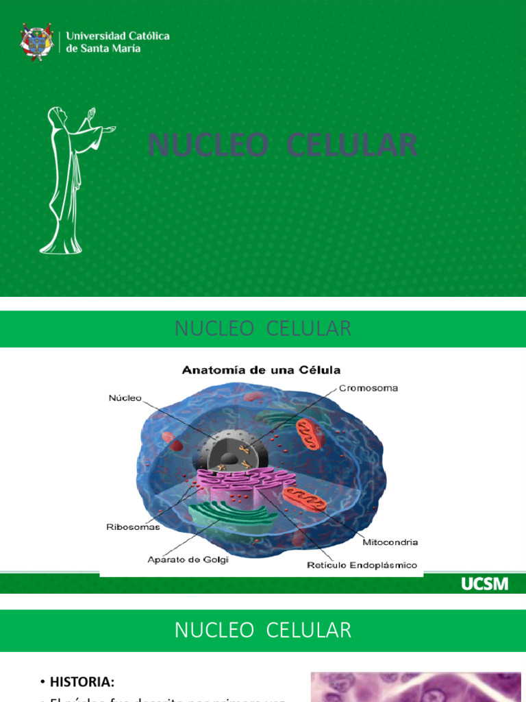 Nucleo Celular Descargar Gratis Pdf Nucleo Celular Biología Celular