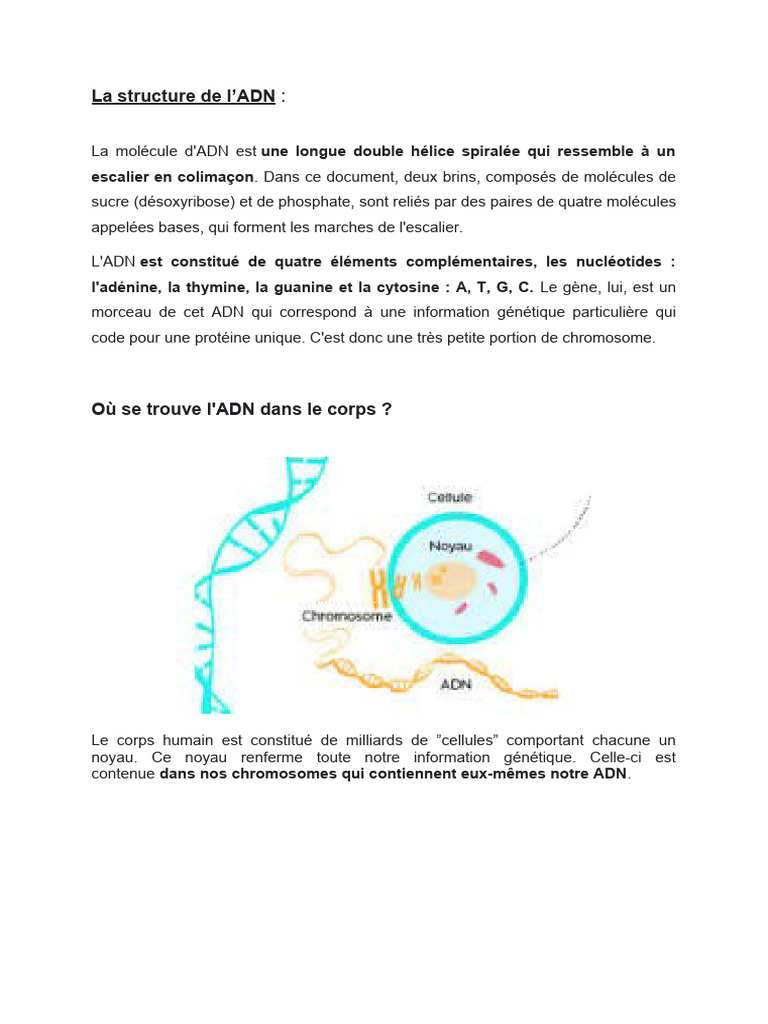 Comprendre la structure de l'ADN | PDF | ADN | Nucléotides