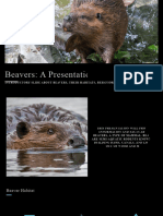 Beavers A Presentation