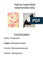 Mycoplasma haemofelis CURSADA