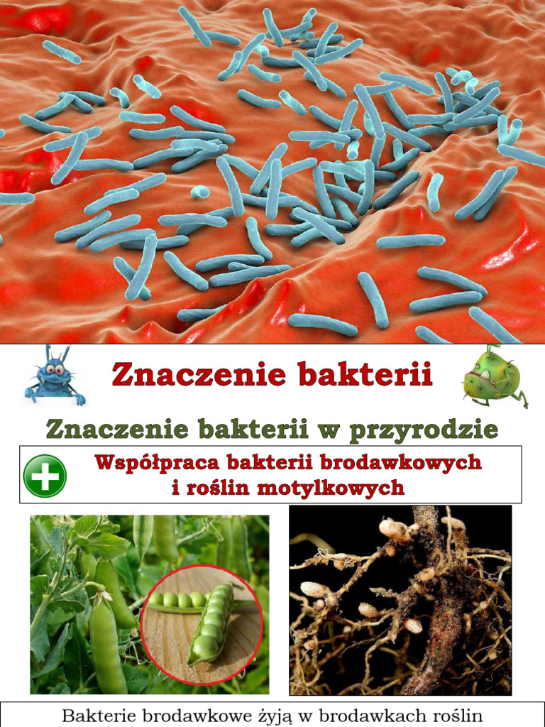 Uzupełnij Schemat Przedstawiający Znaczenie Bakterii Dla Człowieka