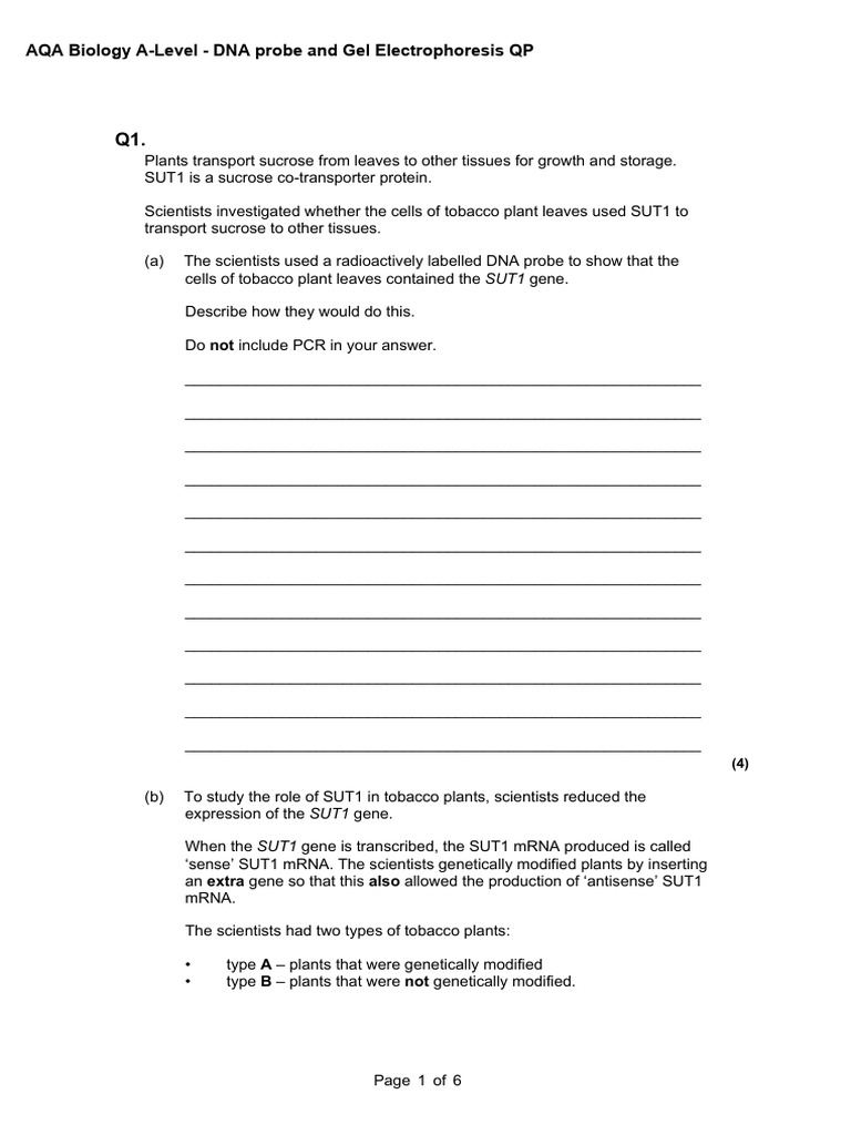 8.4 DNA Probe and Gel Electrophoresis QP | PDF | Sense (Molecular ...